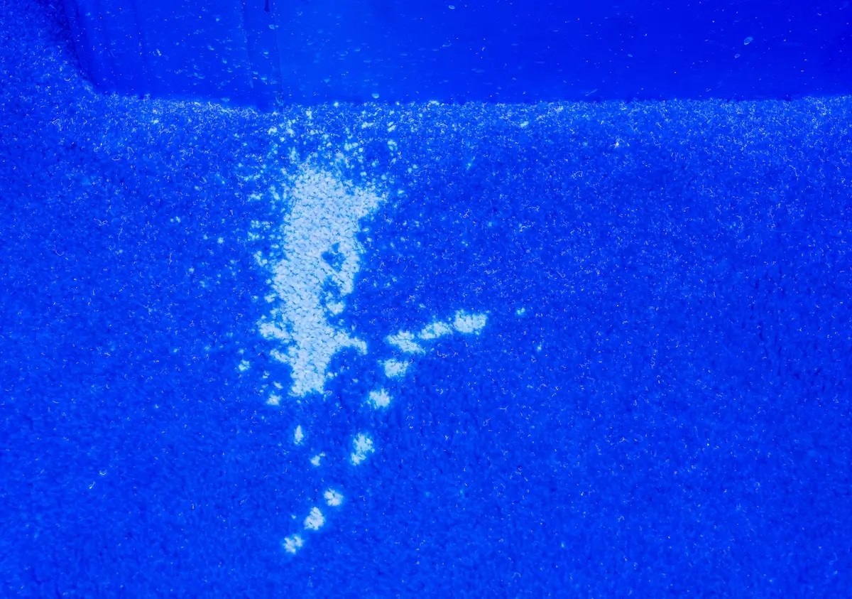 How to Get Rid of Cat Spray Smell Fast, Effective + Easy